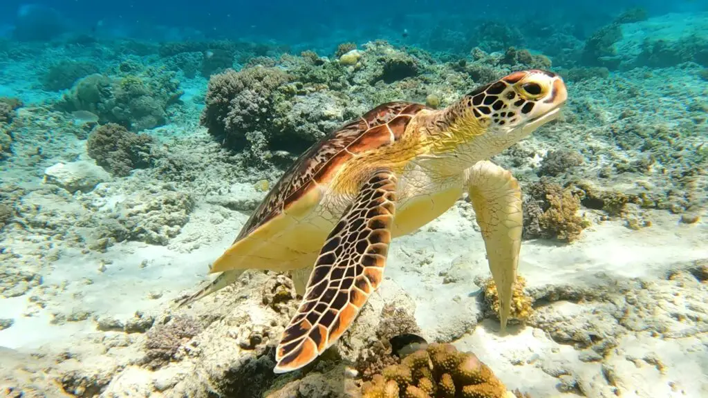 beste reistijd bali - rondreis bali - groepsreis bali