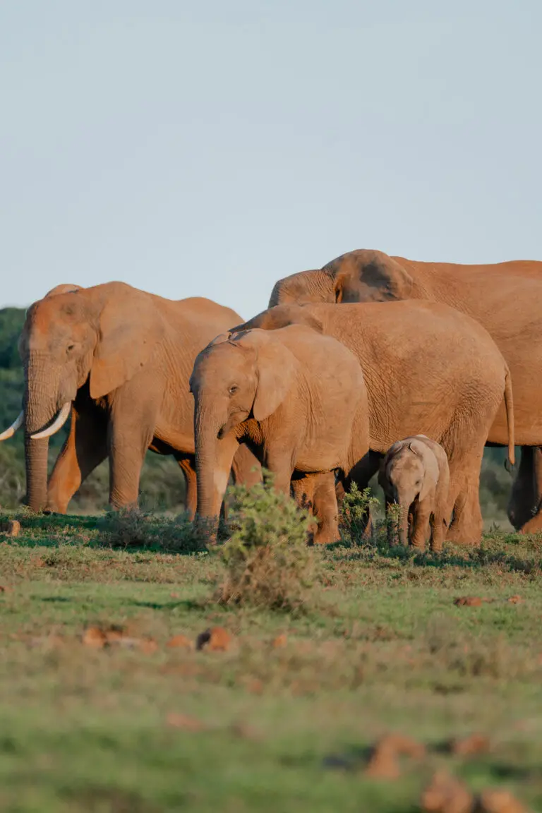 groepsreis zuid afrika - rondreis zuid afrika - beste reistijd zuid afrika - weer zuid afrika