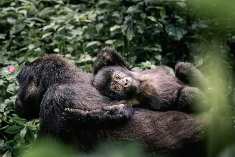 Groepsreis Oeganda - Gorilla's Oeganda - wildlife Oeganda