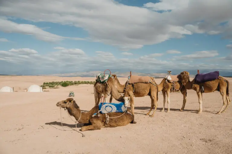 Groepsreis Marokko - Marokko reis - Rondreis Marokko - Soloreis Marokko
