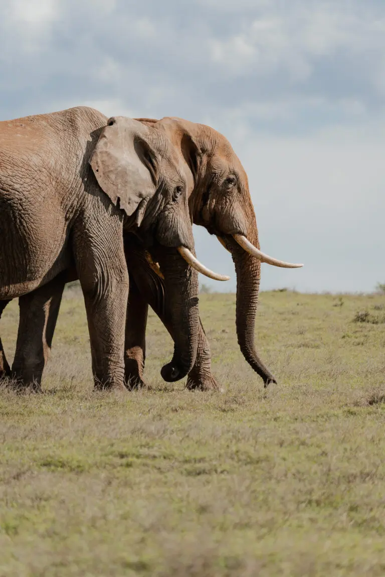 Groepsreis Zuid-Afrika - Rondreis Zuid-Afrika - Zuid-Afrika Soloreis