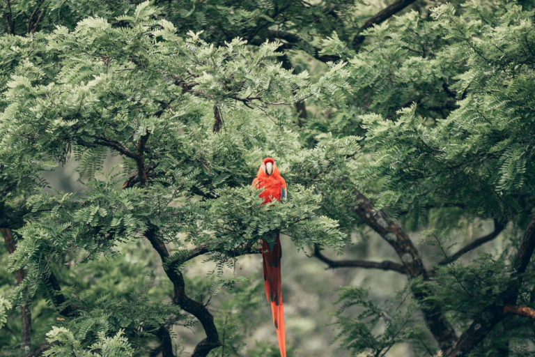 Groepsreis Guatemala - papegaai