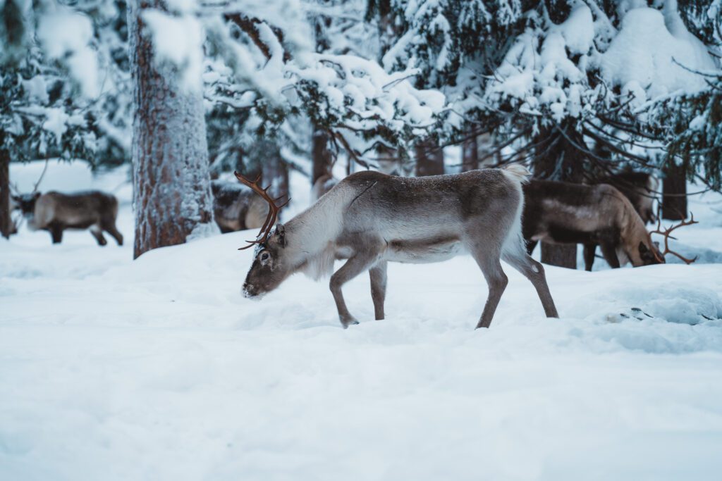 Groepsreis Lapland - rendieren