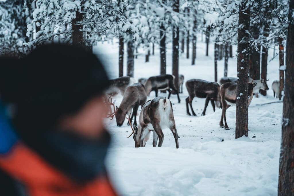 Groepsreis Lapland - rendieren