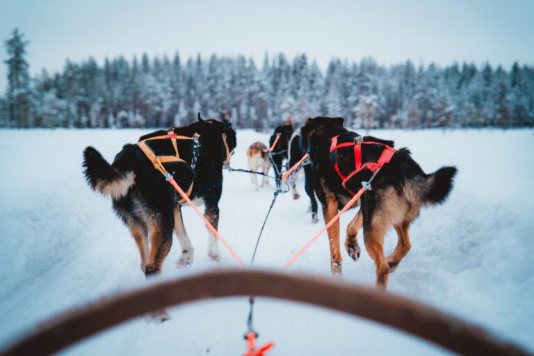 Groepsreis Lapland - husky sleetocht