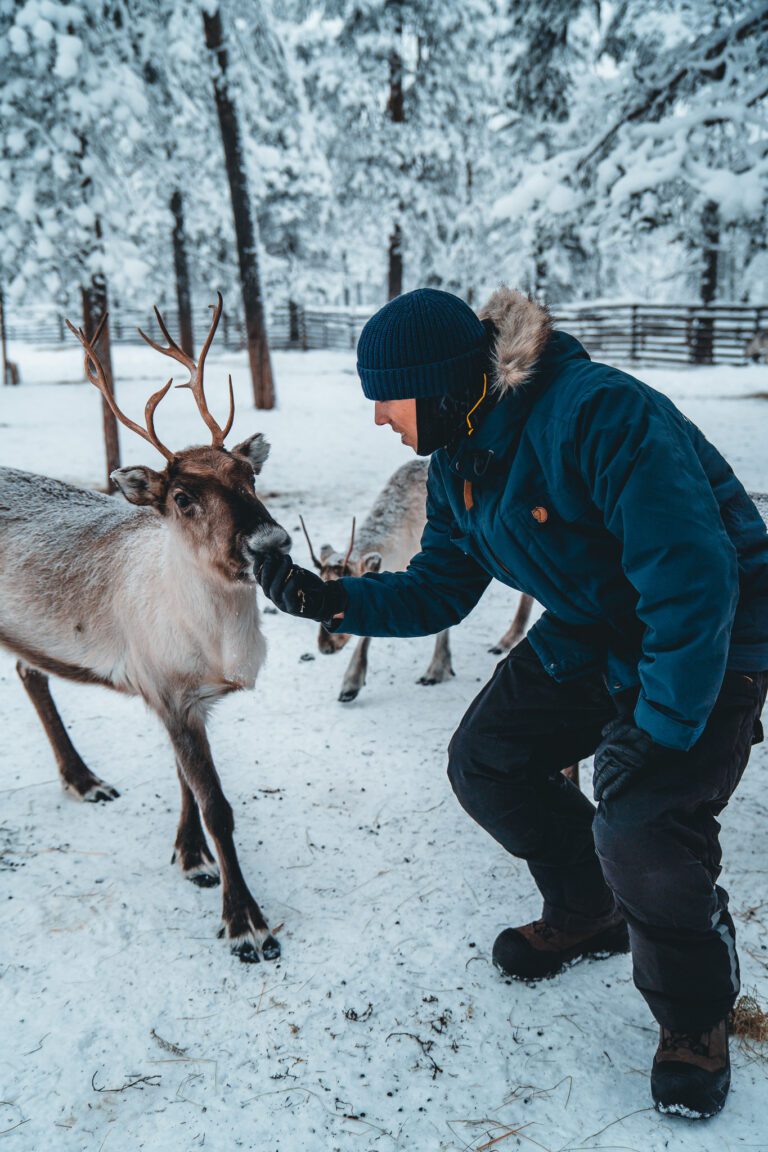 Groepsreis Lapland - rendieren