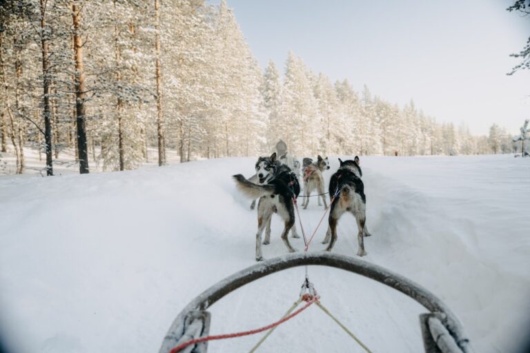 Groepsreis Lapland - husky's