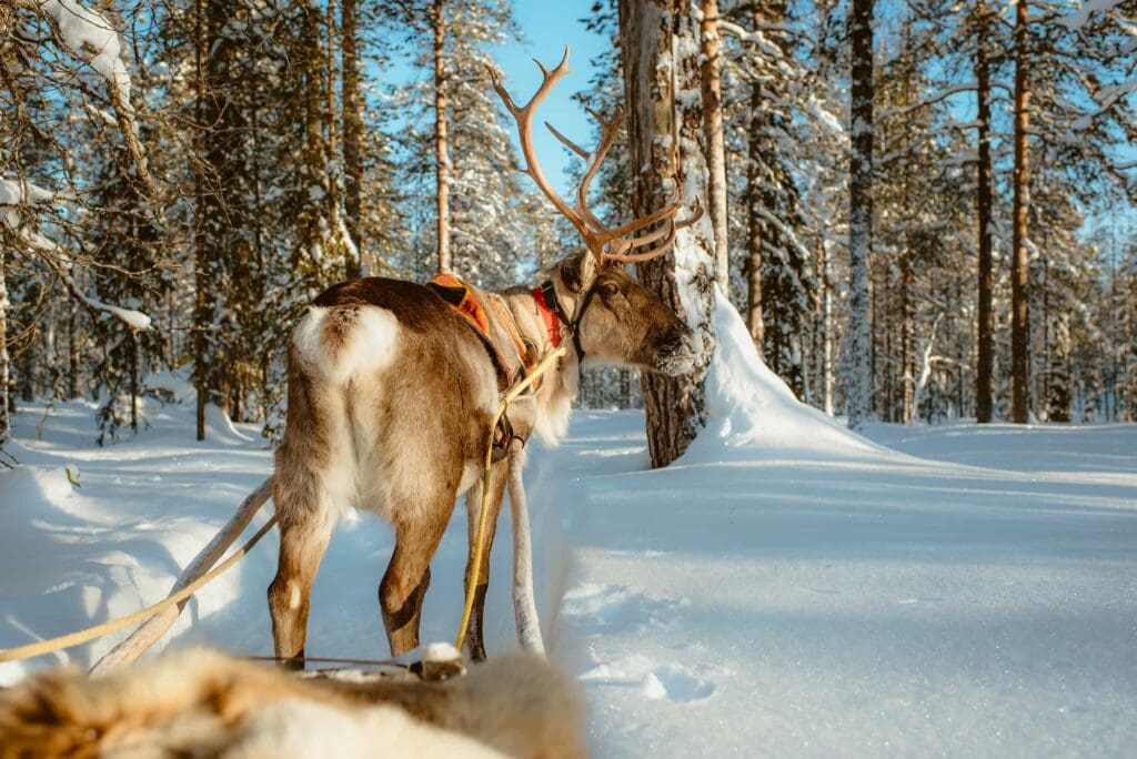 WeAdventures groepsreis Lapland