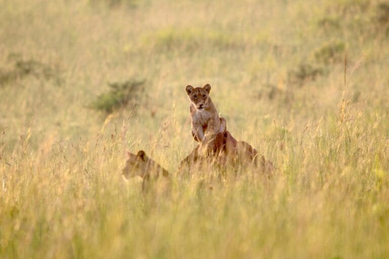 safari leeuwen groepsreis oeganda