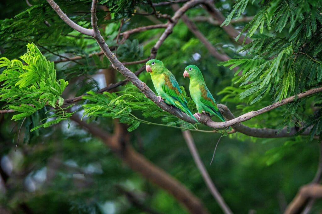 parrots nicaragua