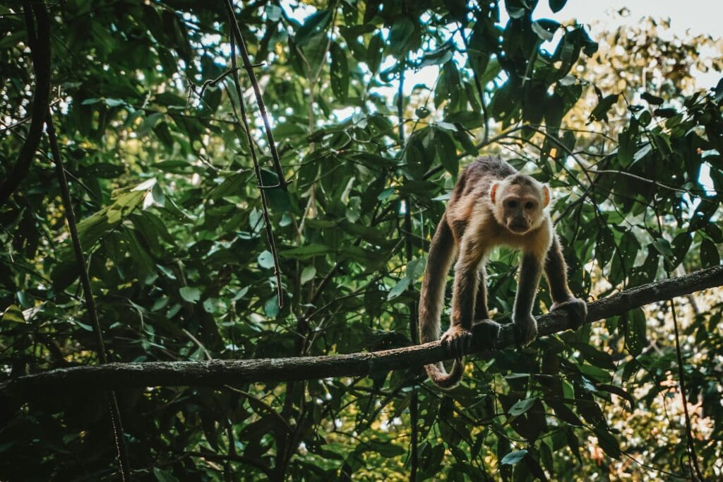 Colombia monkey