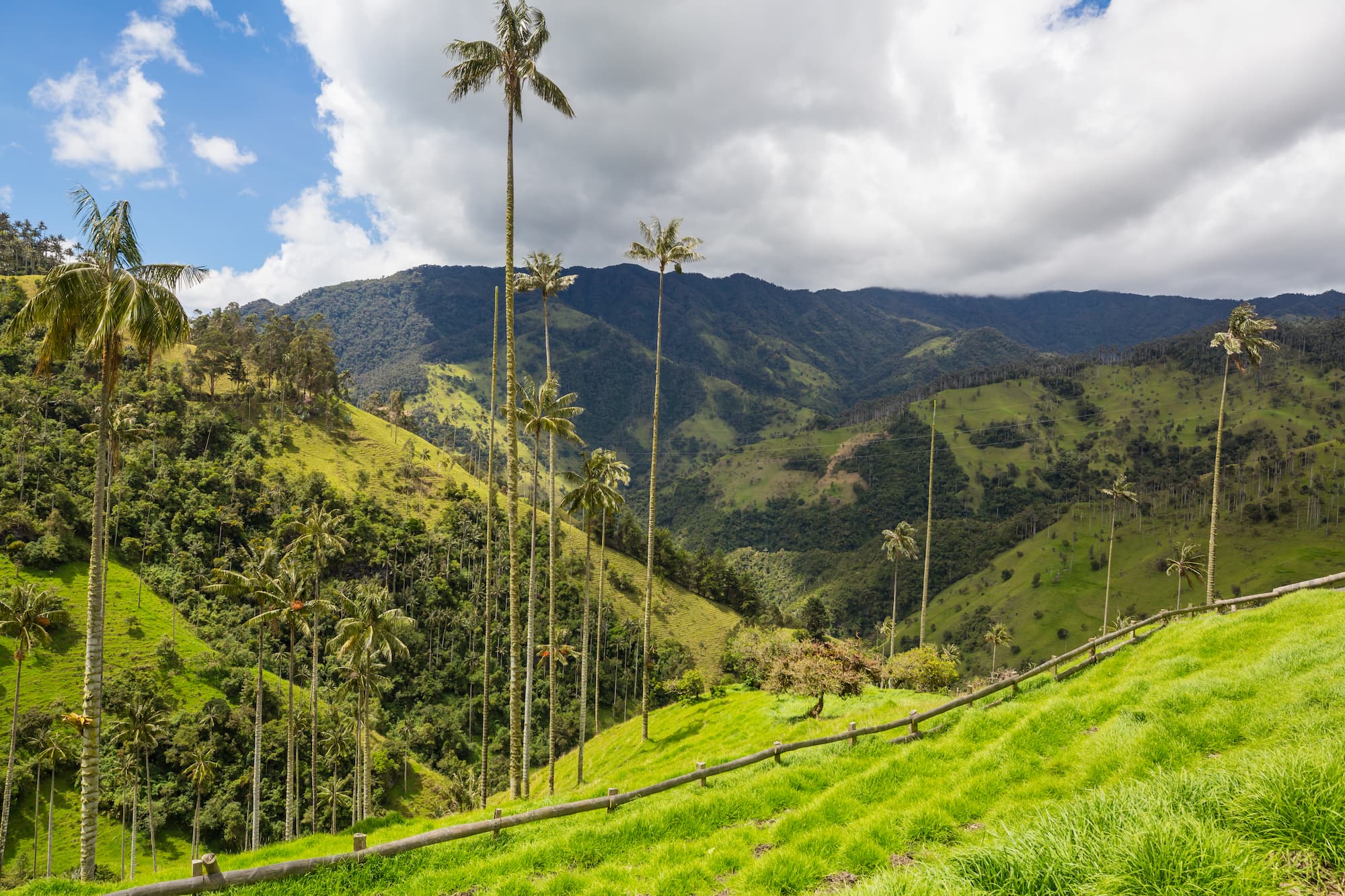 Colombia Cocora Valley