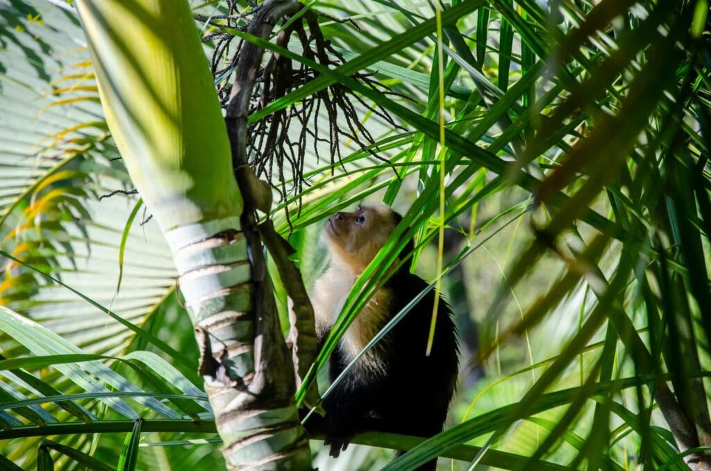 Costa Rica monkey