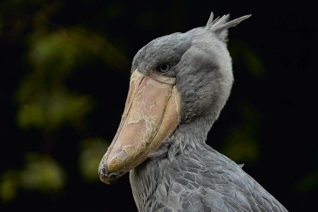 shoebill