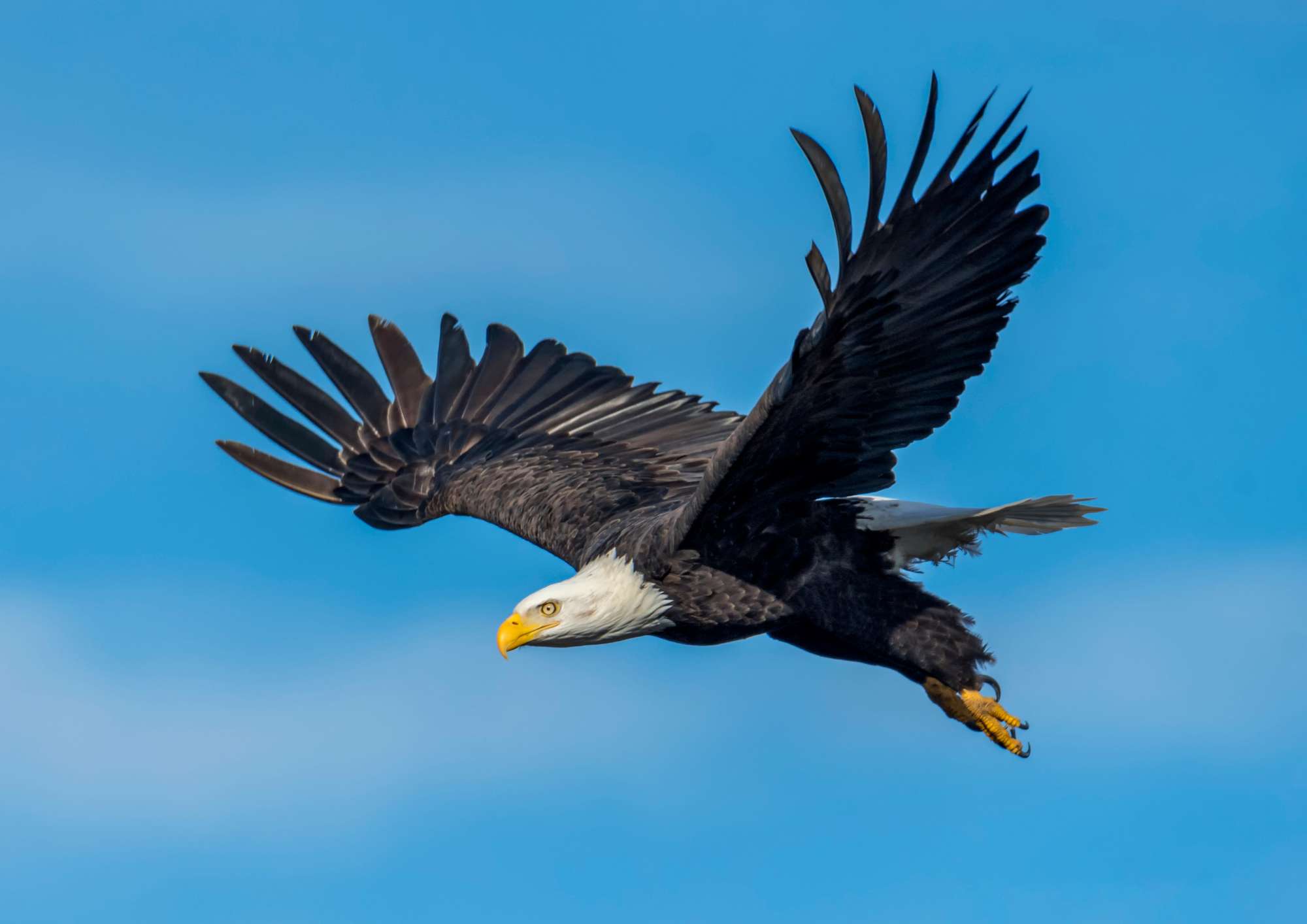 Lofoten eagle