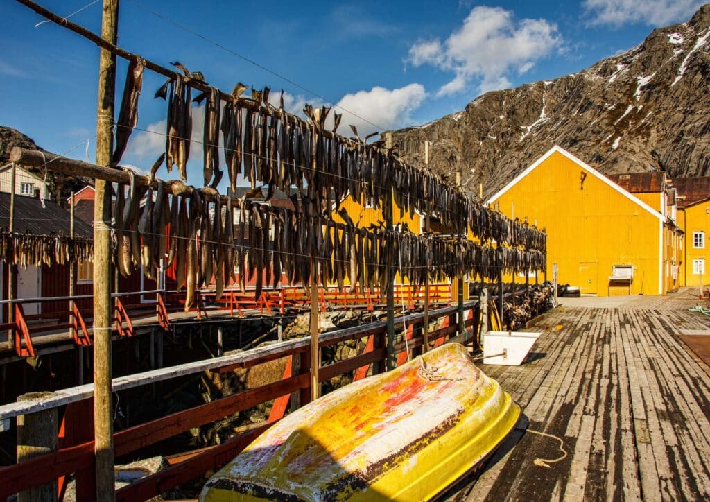 Lofoten villge