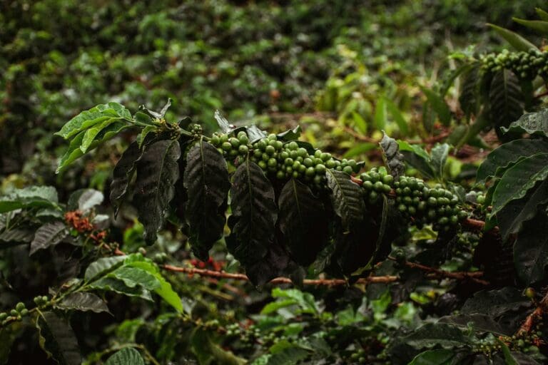 Groepsreis Colombia koffie