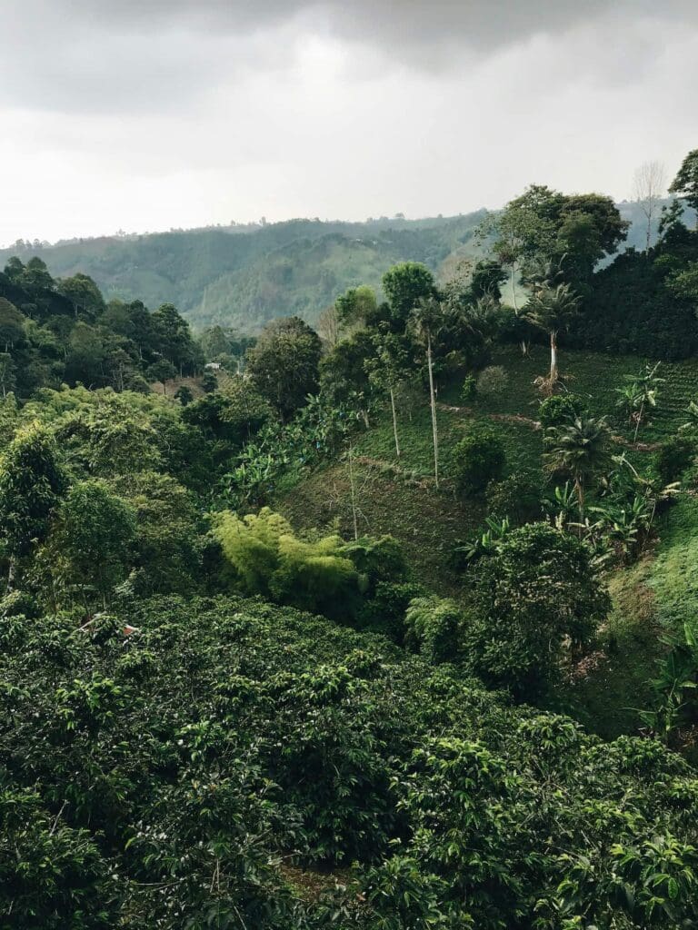 Groepsreis Colombia koffieplantage