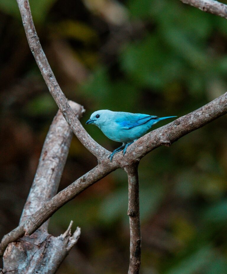 Groepsreis Colombia - Vogelsoorten Colombia - Soloreizen Colombia - natuur in Colombia - Wildlife Colombia