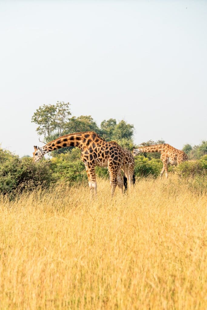 Groepsreis Oeganda - Rondreis Oeganda - 16 daagse rondreis Oeganda