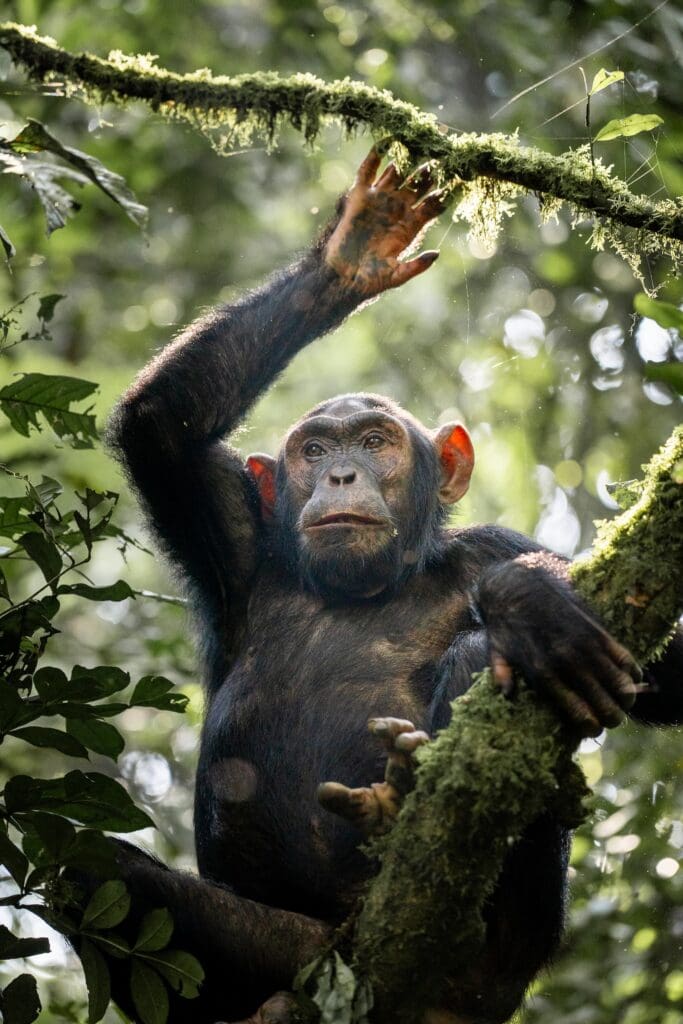 Groepsreis Oeganda - Rondreis Oeganda - 16 daagse rondreis Oeganda