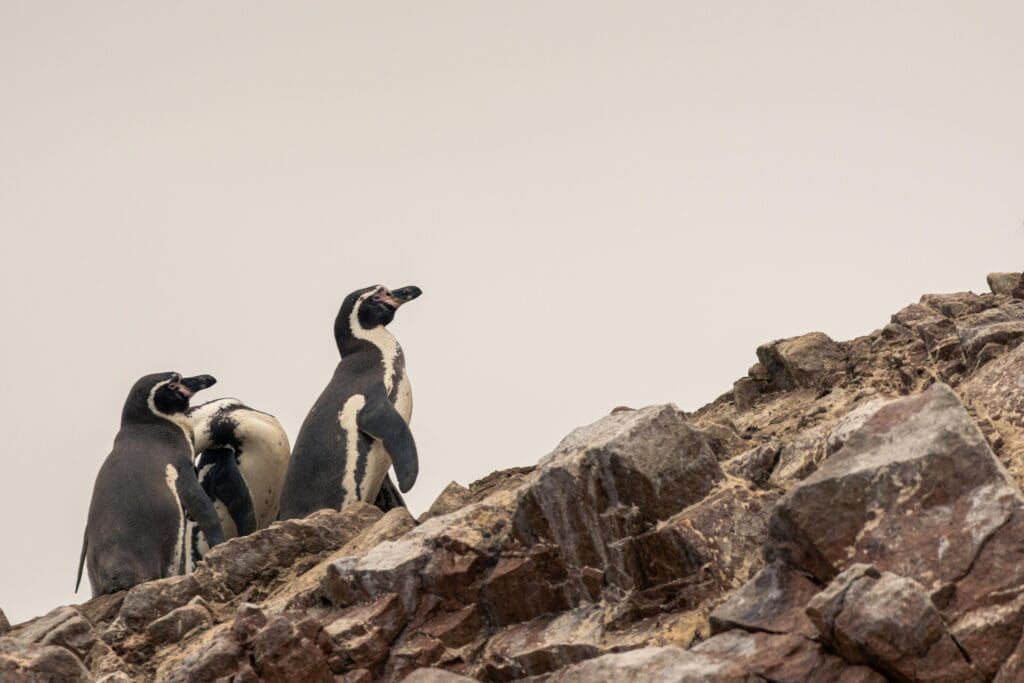 Groepsreis Peru - Ballestas Islands - Bezienswaardigheden Peru - Soloreizen Peru