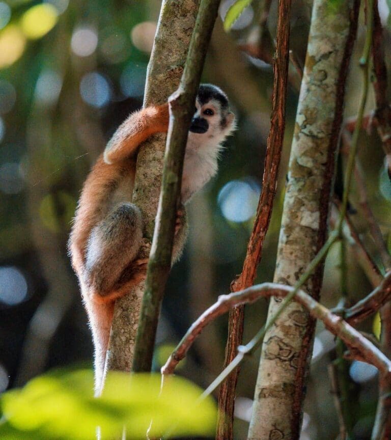 Groepsreis Costa Rica - Twee weekse rondreis Costa Rica - Avontuur Costa Rica - Manuel Antonio National Park - Manuel Antonio National Park