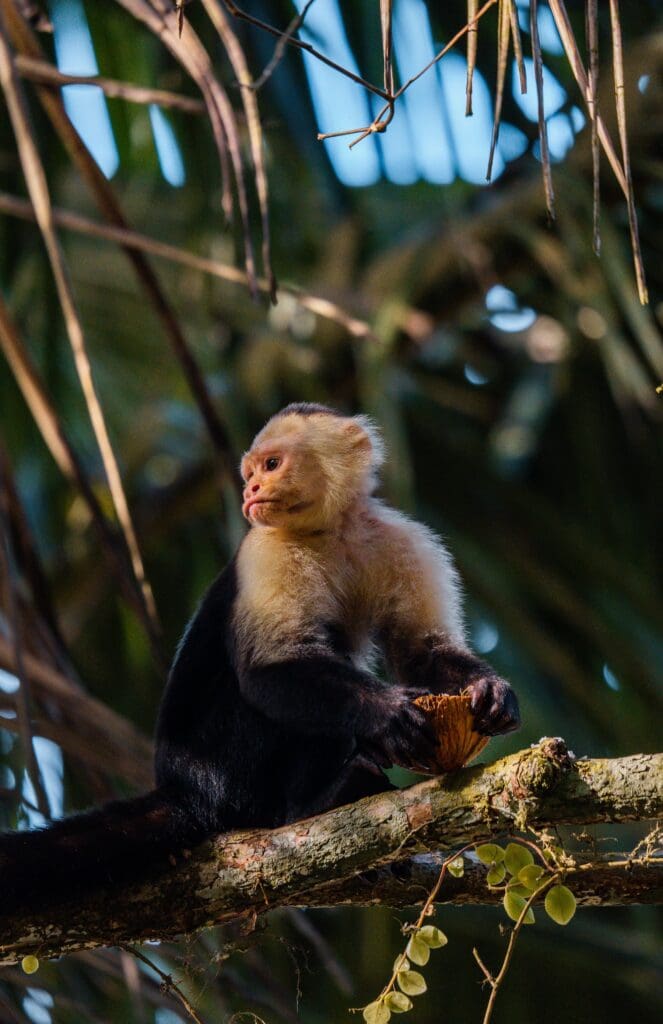 Groepsreis Costa Rica - Tweewekse Costa Rica reis- Avontuurlijk Costa Rica