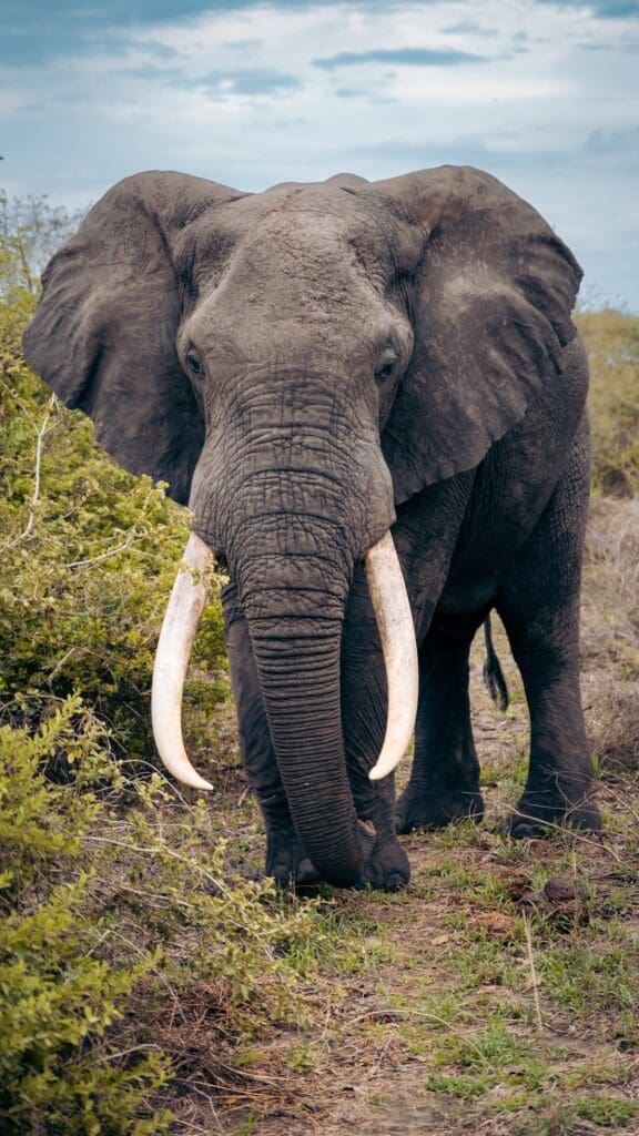 Tanzania Groepsreis - Safari Groepsreis - Afrika Groepsreis - Tanzania Lodges - Tanzania rondreis