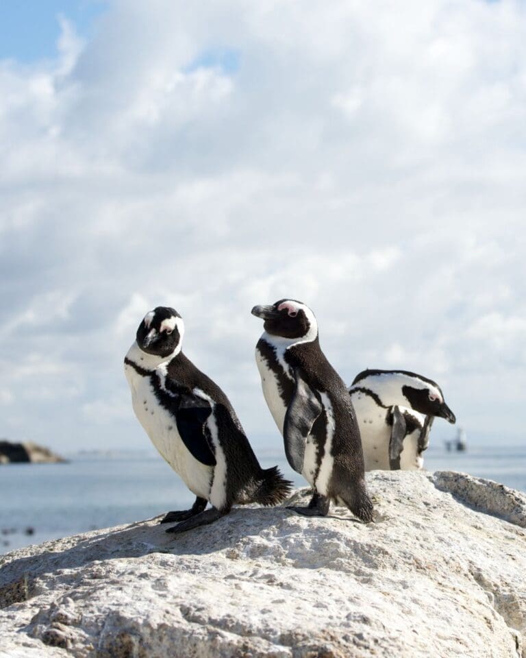 Groepsreis Zuid-Afrika - Rondreis Zuid-Afrika - Zuid-Afrika Soloreis