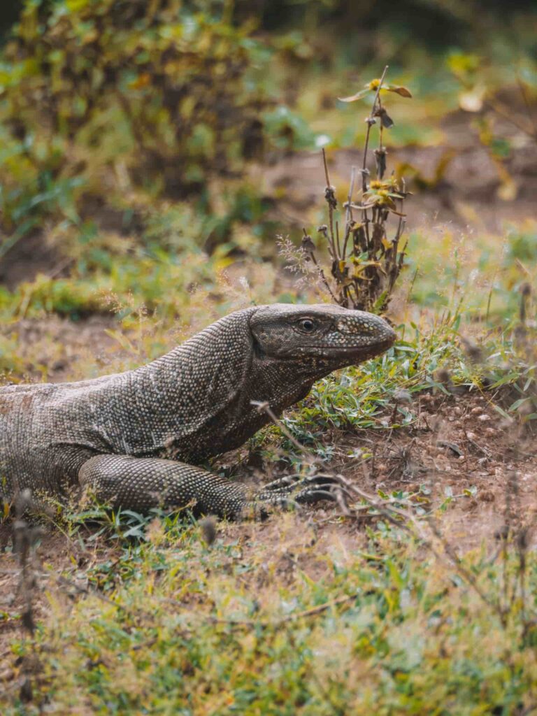 Groepsreis Sri Lanka - rondreis sri lanka - beste reistijd sri lanka